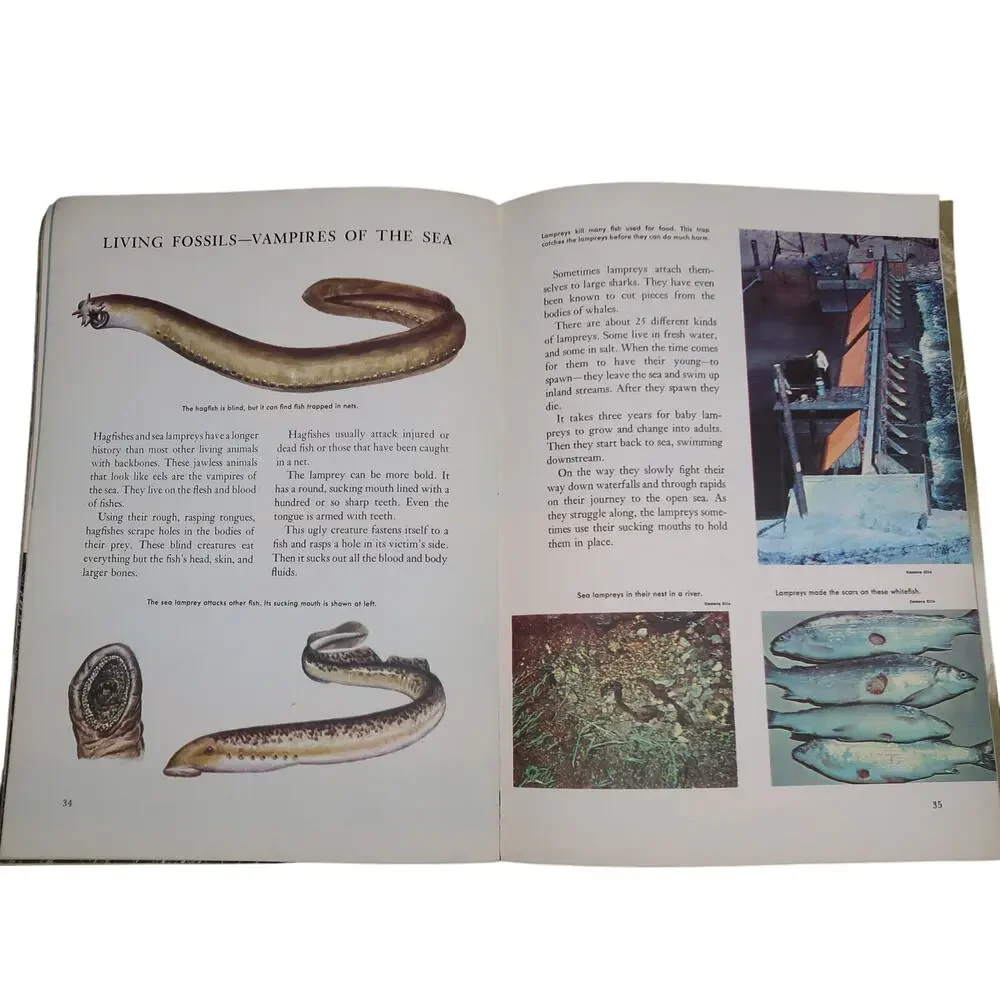 Golden Books Exploring Earth Book Oceanography 1973 Vintage Childrens Book